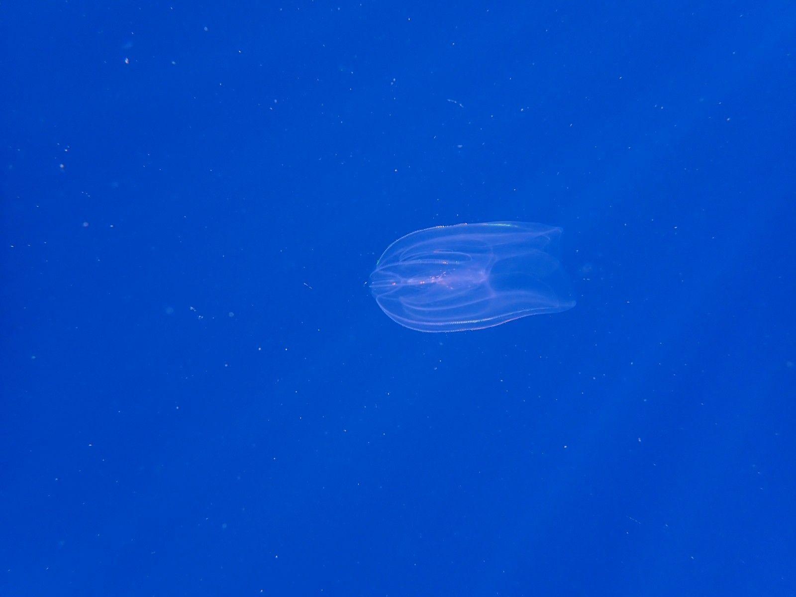 1686141923219-Mnemiopsis.jpg